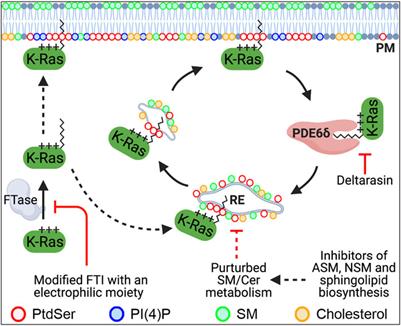 Blocking K-Ras Interaction With the Plasma Membrane Is a Tractable Therapeutic Approach to Inhibit Oncogenic K-Ras Activity